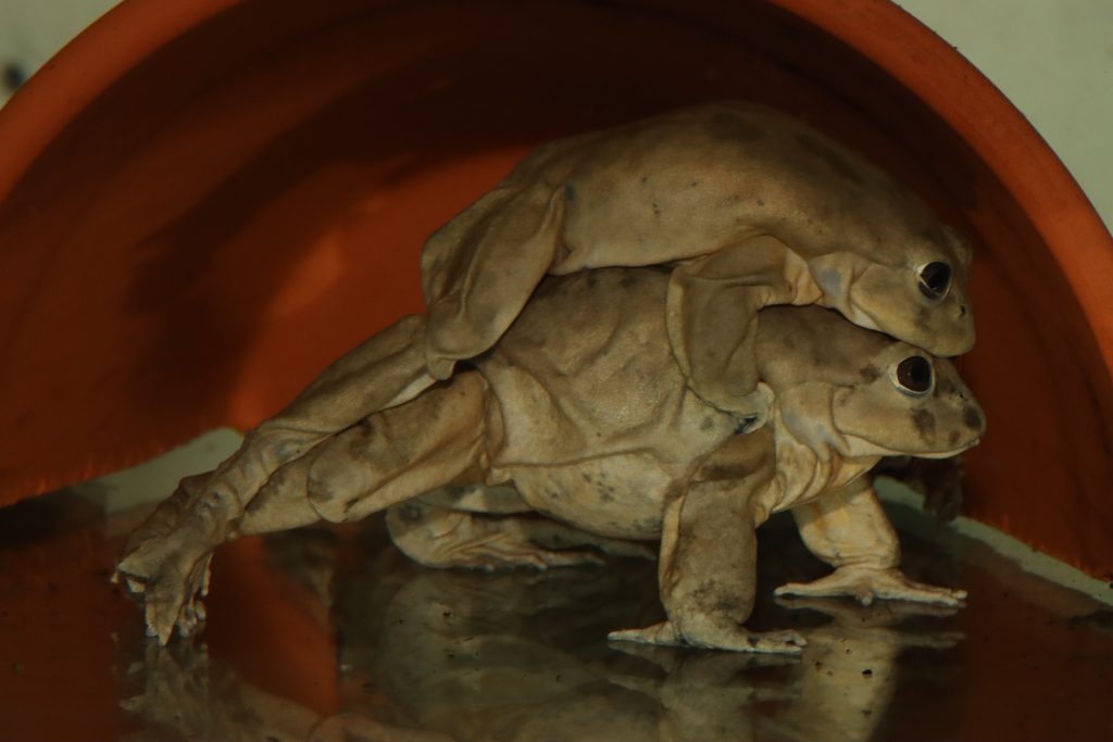 Deutsche Gesellschaft für Herpetologie und Terrarienkunde